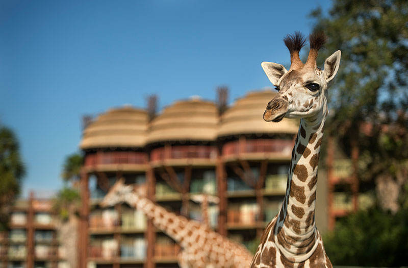 Disney Animal Kingdom Lodge wildlife safari